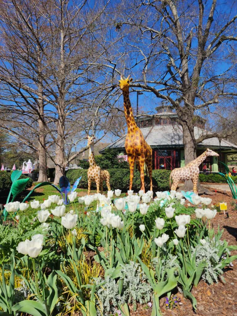 A picturesque scene at one of the family attractions in Raleigh NC, featuring life-sized giraffe sculptures towering over a vibrant bed of white tulips. Leafless trees and a traditional building provide a contrasting backdrop to this playful outdoor display.