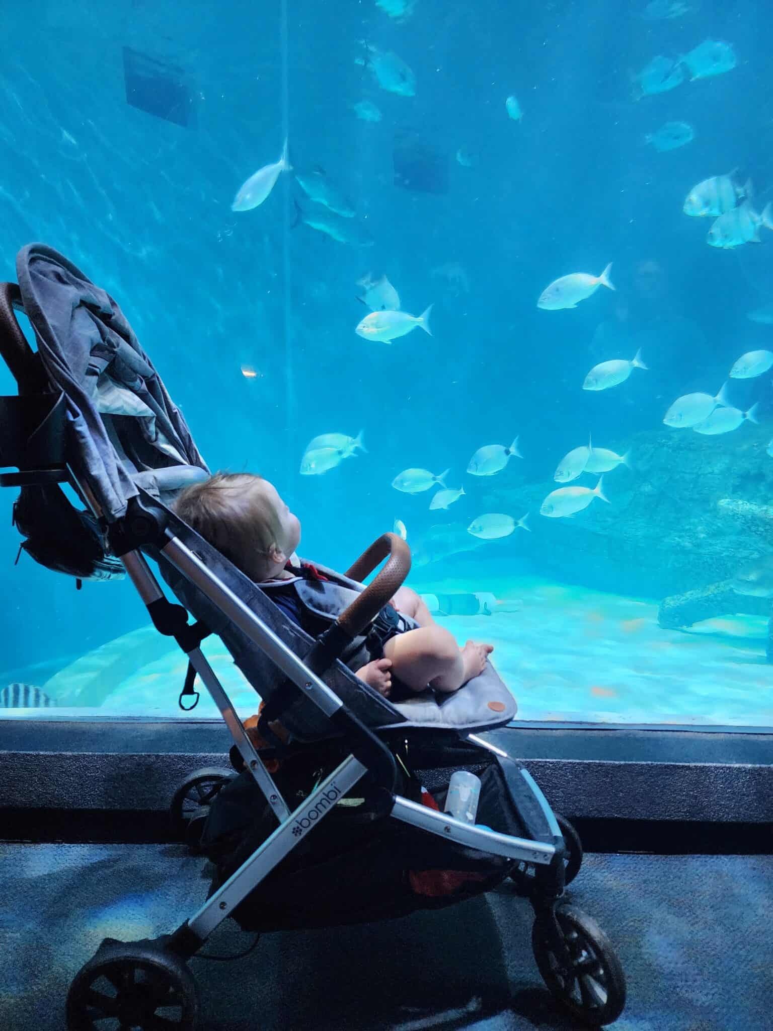25+ Things to Do in Raleigh With Kids Triangle Family Fun Raleigh