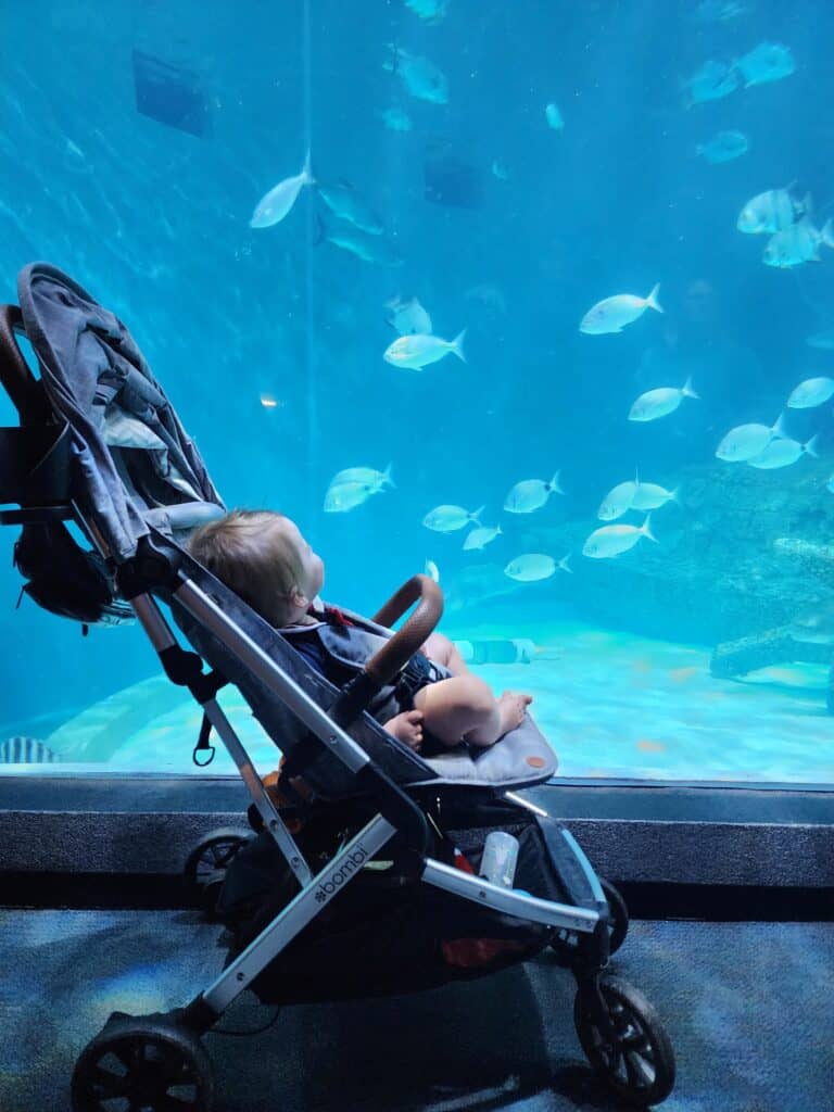 A toddler in a stroller is engrossed by the serene underwater view of fish swimming in a large aquarium, a peaceful and educational experience for family day trips from Raleigh, North Carolina. The blue hues of the water and the tranquility of the marine life create a calming atmosphere for visitors of all ages.