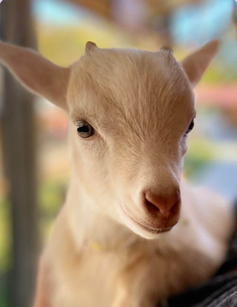 Close-up of a gentle-eyed, cream-colored baby goat, possibly a part of a petting zoo for a unique Raleigh birthday party idea.