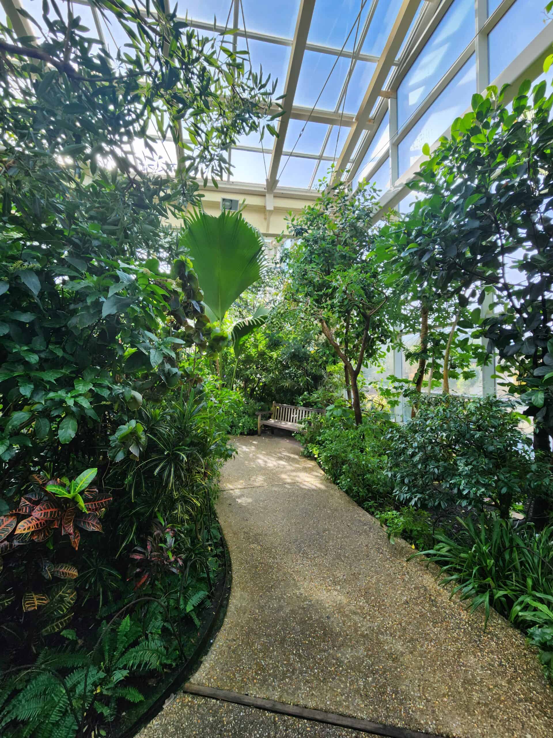 Tranquil walkway inside the Museum of Life and Science Butterfly House in Durham, NC, featuring a rich array of green plants and a sunlit glass atrium overhead, inviting visitors to a serene, natural escape.
