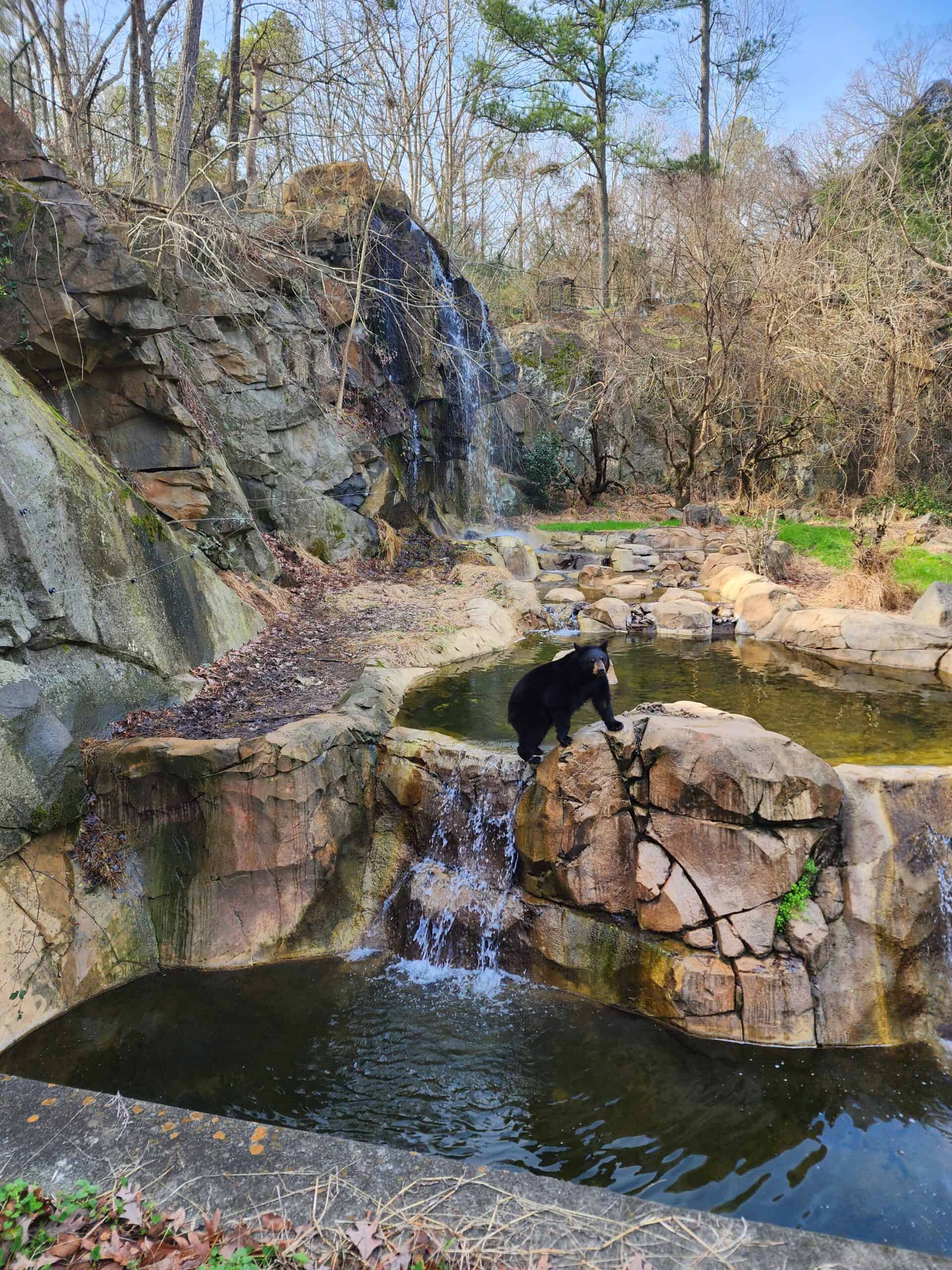 A solitary black bear explores a rocky outcrop beside a small waterfall within a naturalistic habitat, surrounded by the bare branches of trees and the tranquil sounds of flowing water.