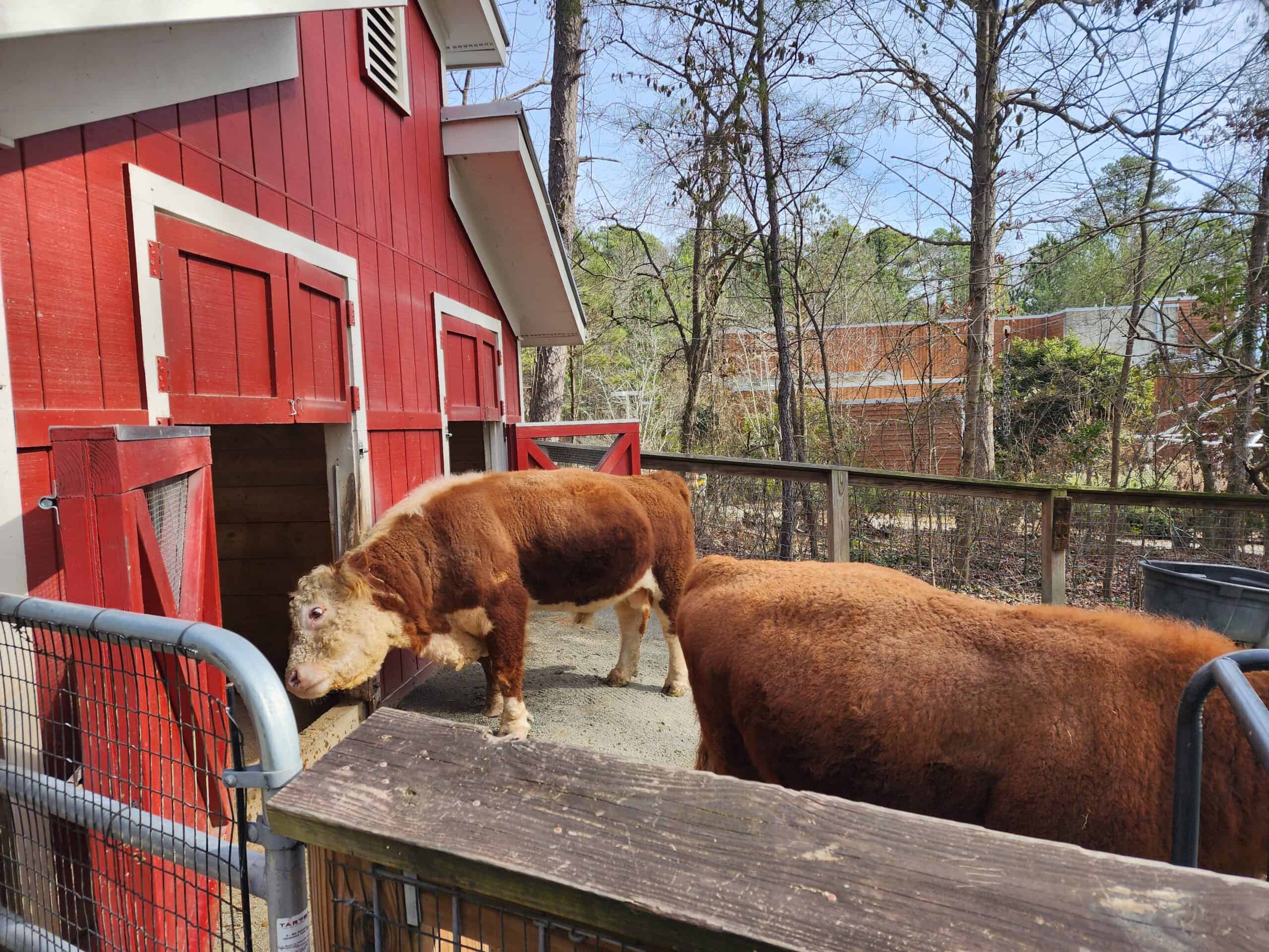Two fluffy, brown cows stand beside a vibrant red barn within a fenced enclosure, showcasing a slice of farm life against a backdrop of leafy trees under a clear blue sky.