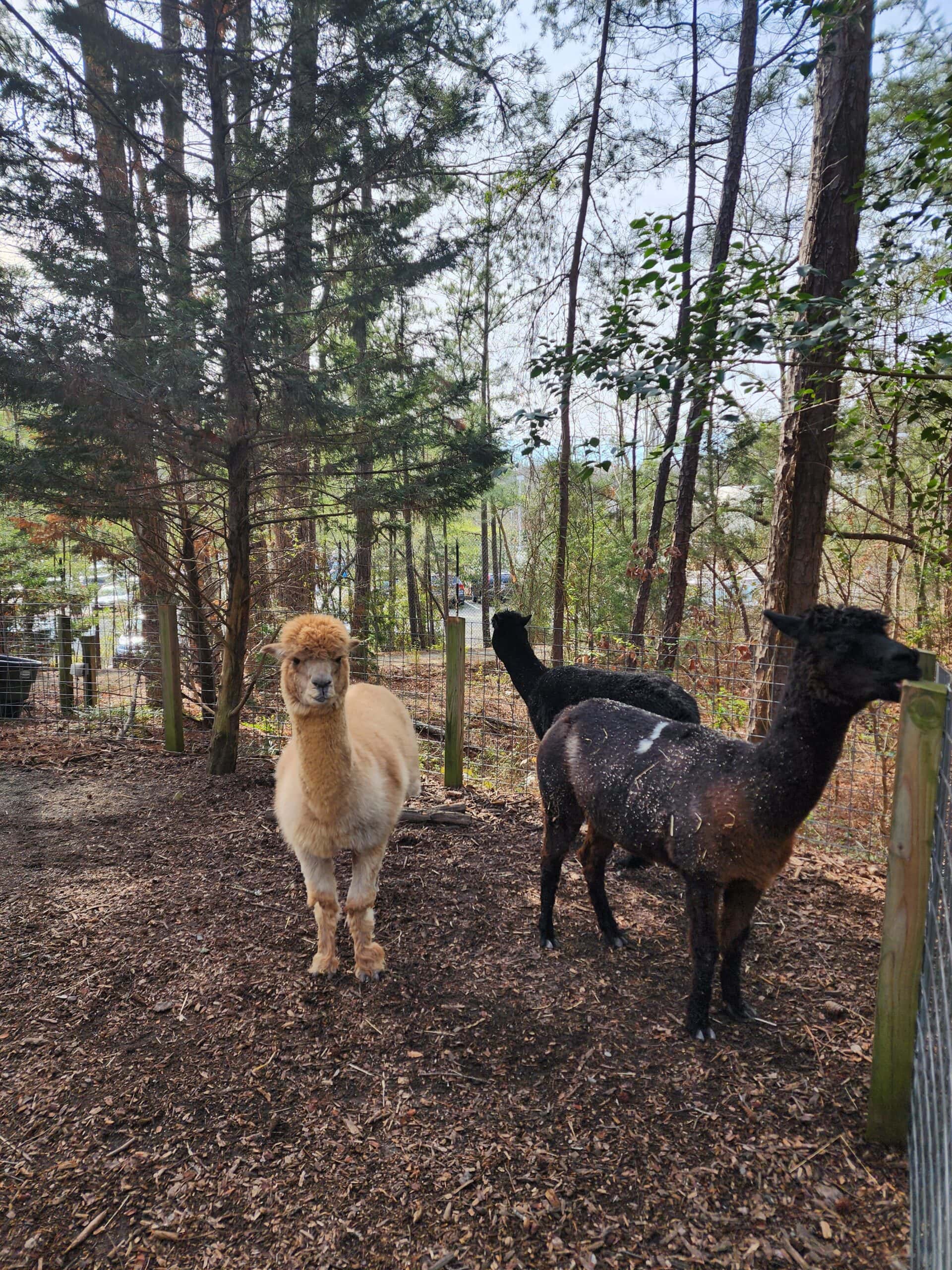 Two alpacas, one cream-colored and one black, stand alert in their enclosure, surrounded by tall pine trees and wood chip ground cover, embodying the peaceful coexistence of wildlife and nature