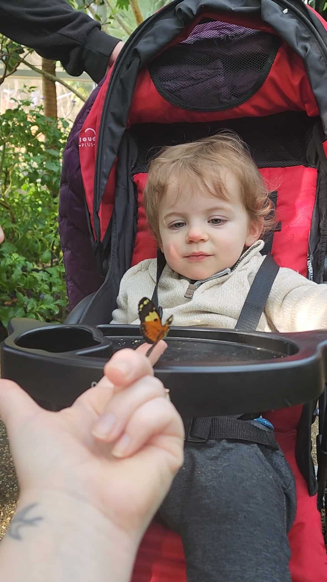 A toddler gazes curiously at a delicate butterfly perched on a visitor's hand in the Museum of Life and Science Butterfly House in Durham, NC, highlighting a magical moment of interaction with nature