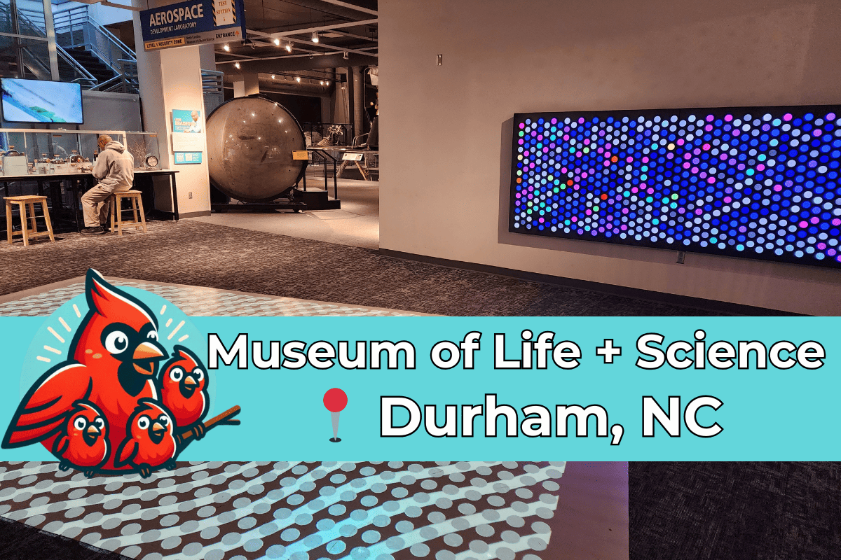 Interior view of the Museum of Life and Science in Durham, NC, featuring an interactive LED light display on the wall, an aerospace exhibit sign, and a person seated at a desk. The image is overlaid with vibrant graphics including a caricature of three red cardinals and the text 'Museum of Life + Science Durham, NC' with a location pin icon.