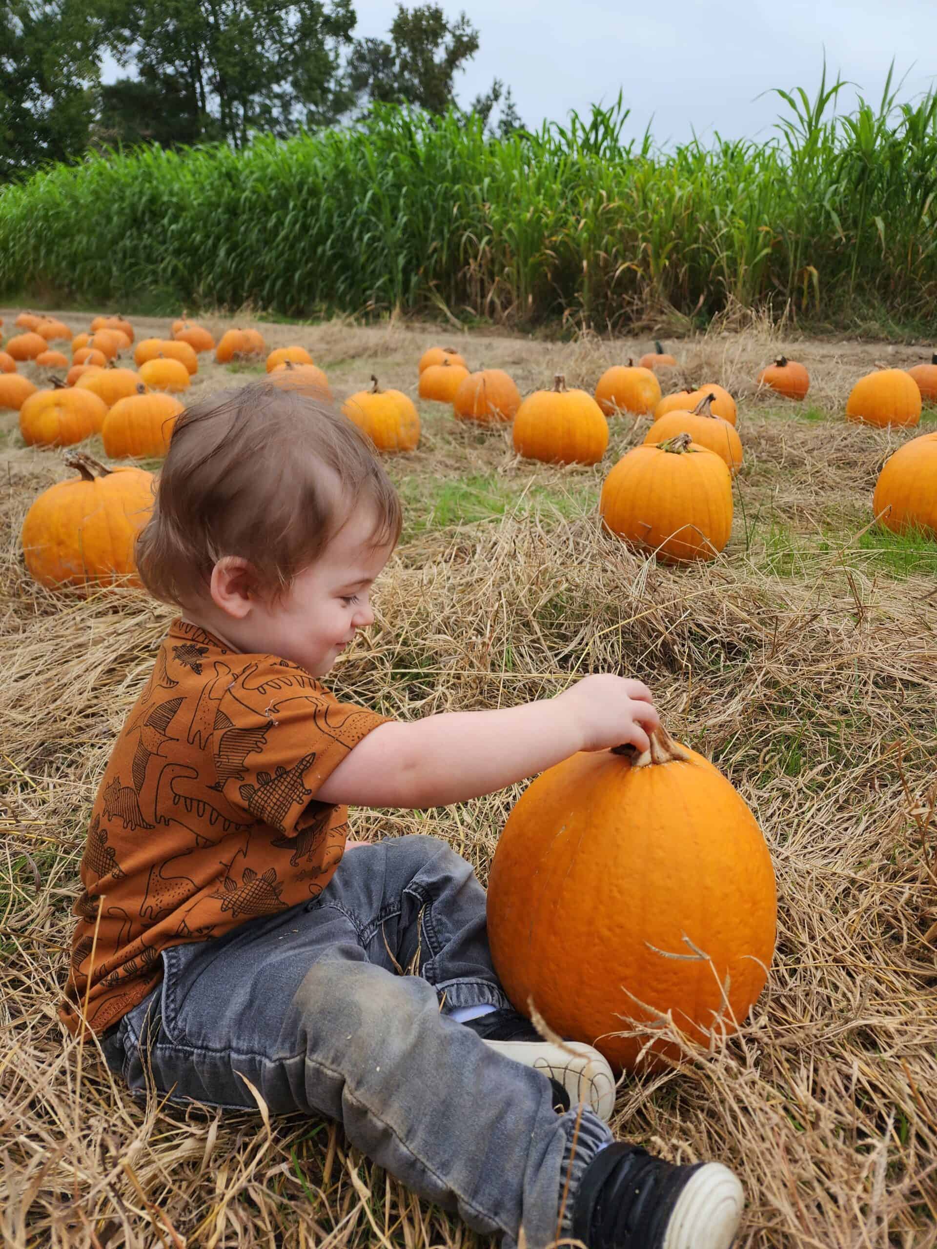 A toddler in a brown shirt with a dinosaur print sits among scattered pumpkins on a hay-covered field, gently touching a pumpkin, with cornstalks towering in the background