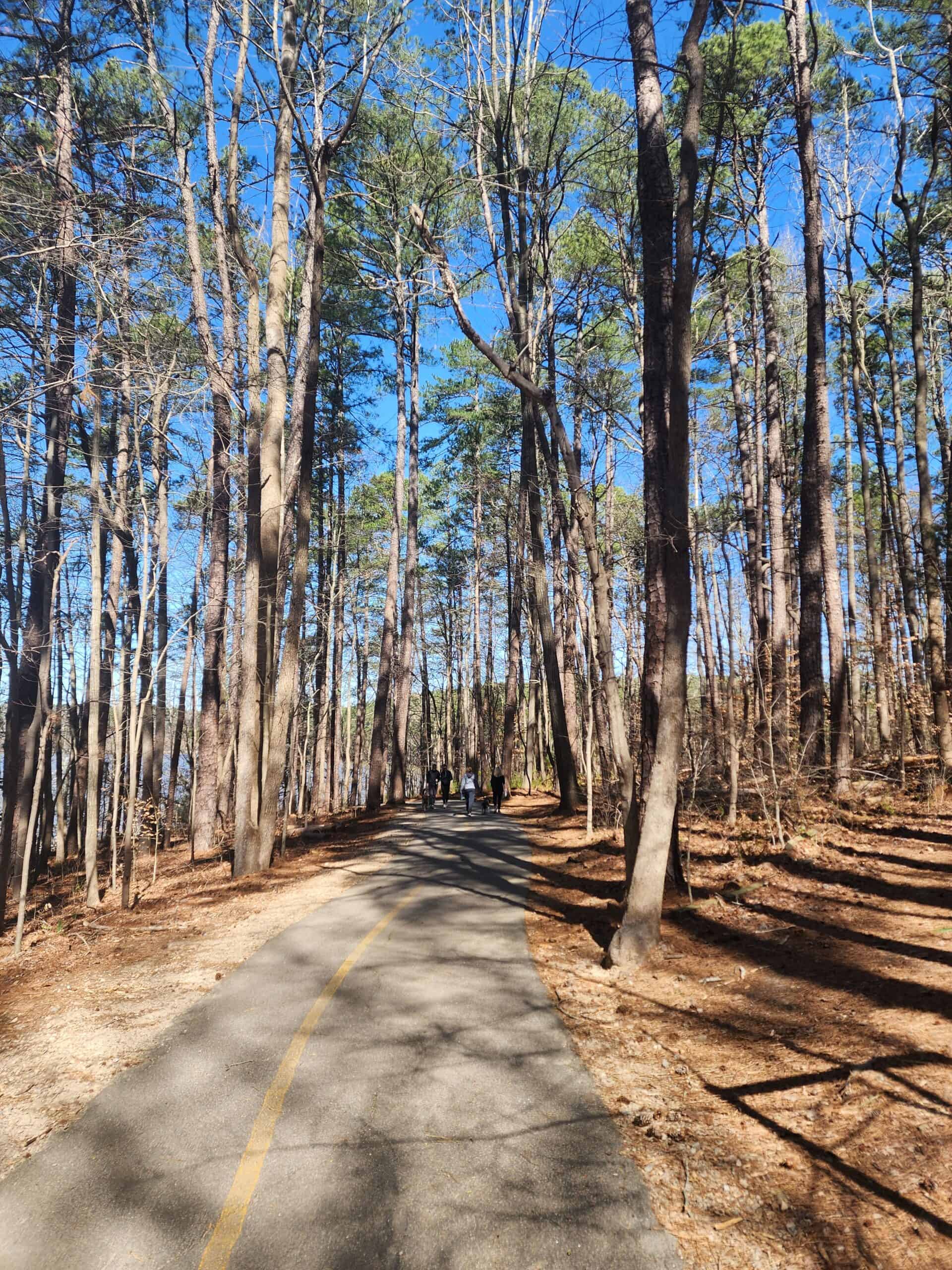 A peaceful trail winds through a tall pine forest, with shadows stretching across the path and people in the distance enjoying a sunny day outdoors, ideal for hiking and nature walks.
