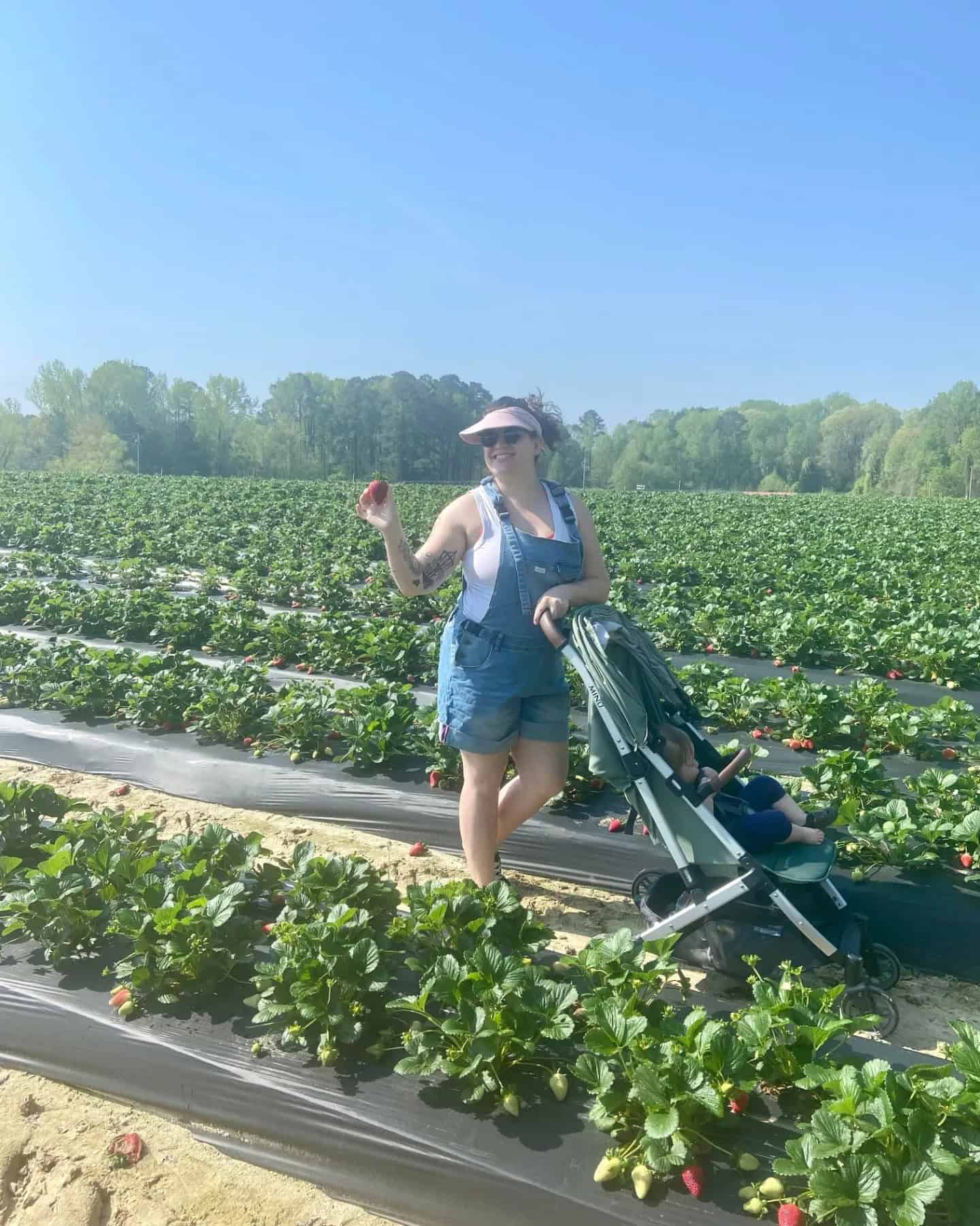 A young woman enjoying strawberry picking near Raleigh, NC. She is wearing a white visor, denim overalls, and sunglasses, holding a ripe strawberry in her right hand while pushing a stroller with a young child through rows of lush strawberry plants under a clear blue sky.