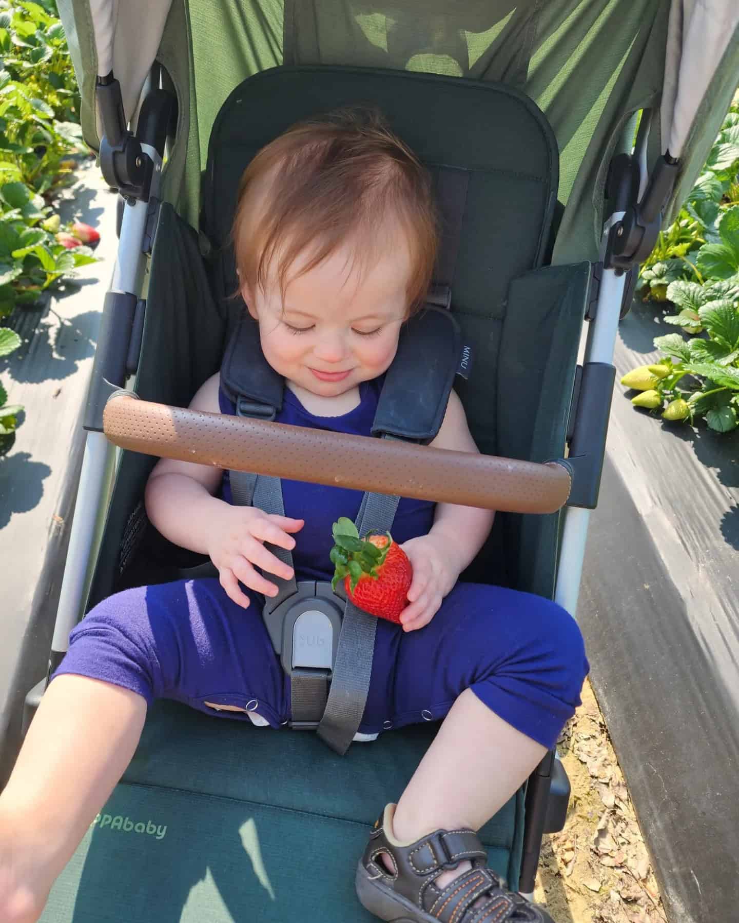 a young toddler boy sits in a green stroller while peering down at a ripe red strawberry held in his hand