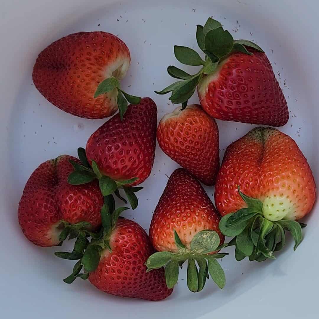 a closeup on a white bucket holding ripe fresh strawberries