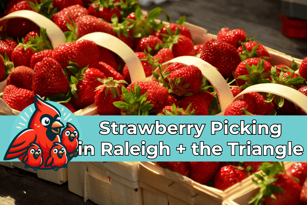 Promotional image for strawberry picking near Raleigh, NC, featuring vibrant, ripe strawberries in wooden baskets with a logo of cheerful red cardinals and text reading 'Strawberry Picking in Raleigh + the Triangle' overlaid on the top