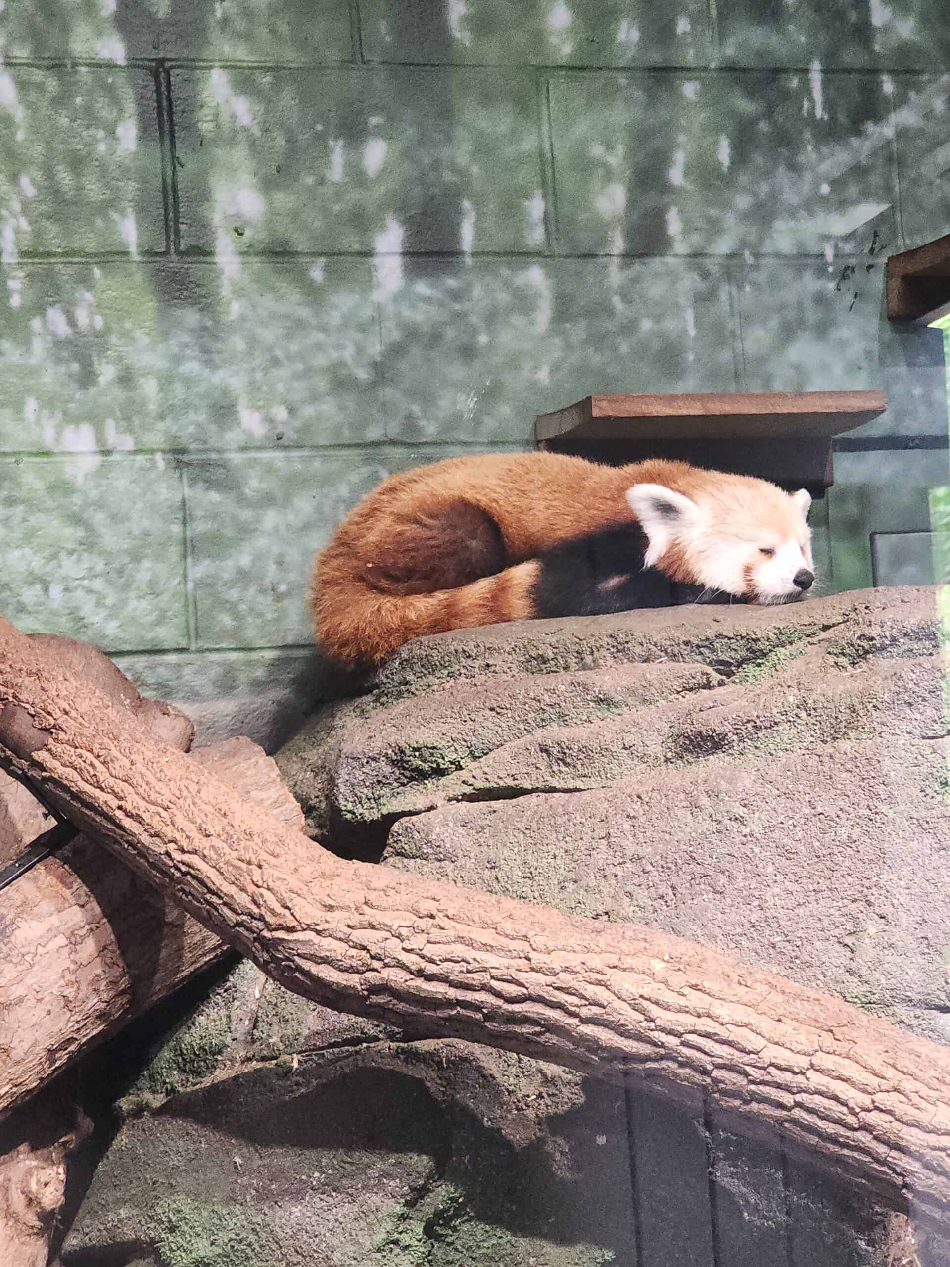 a red panda sleeps on a rock inside of a zoo enclosure