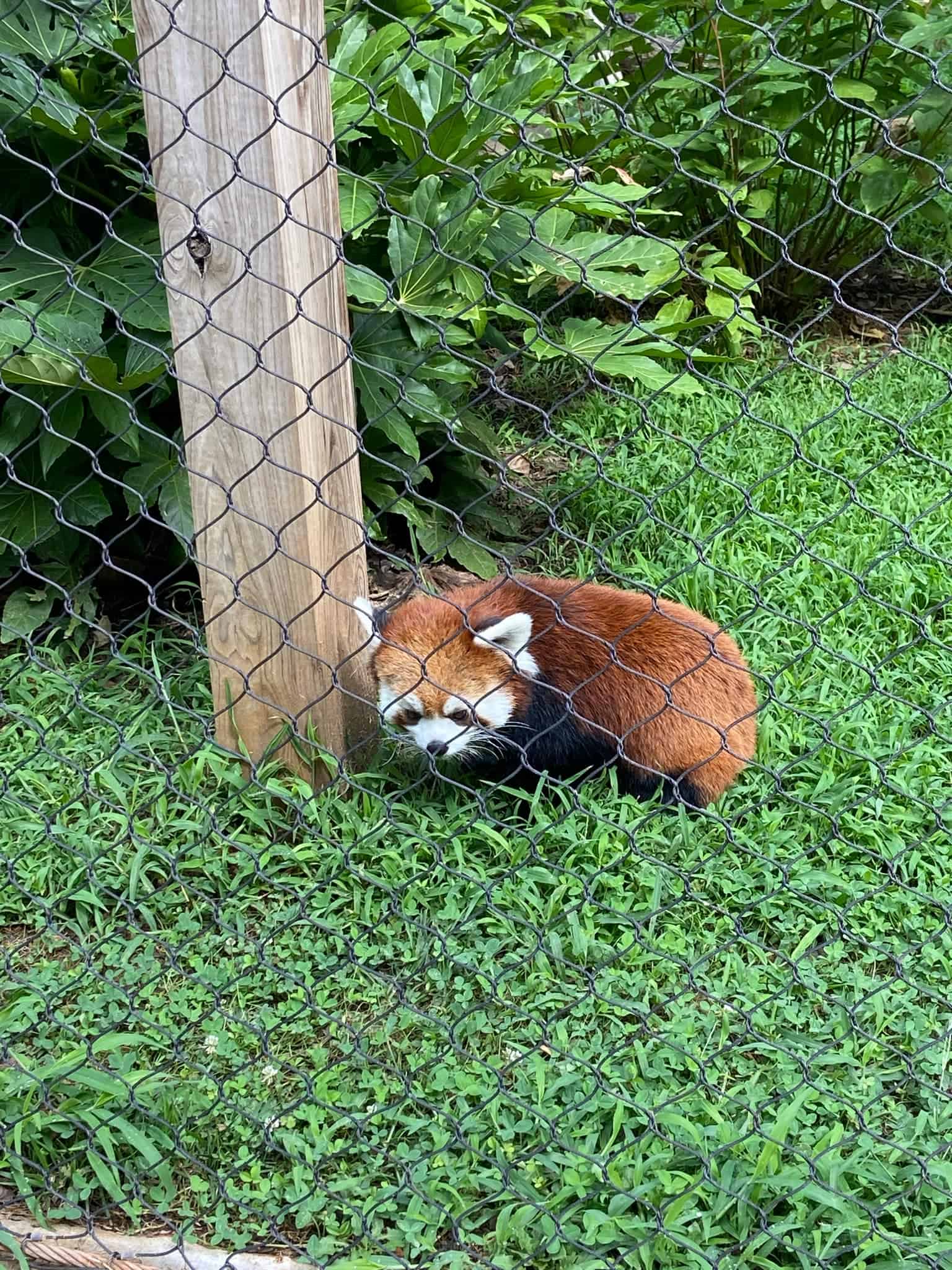 A red panda rests on green grass near a wooden post inside its enclosure at the Greensboro Science Center. The enclosure features lush vegetation and is surrounded by a wire fence