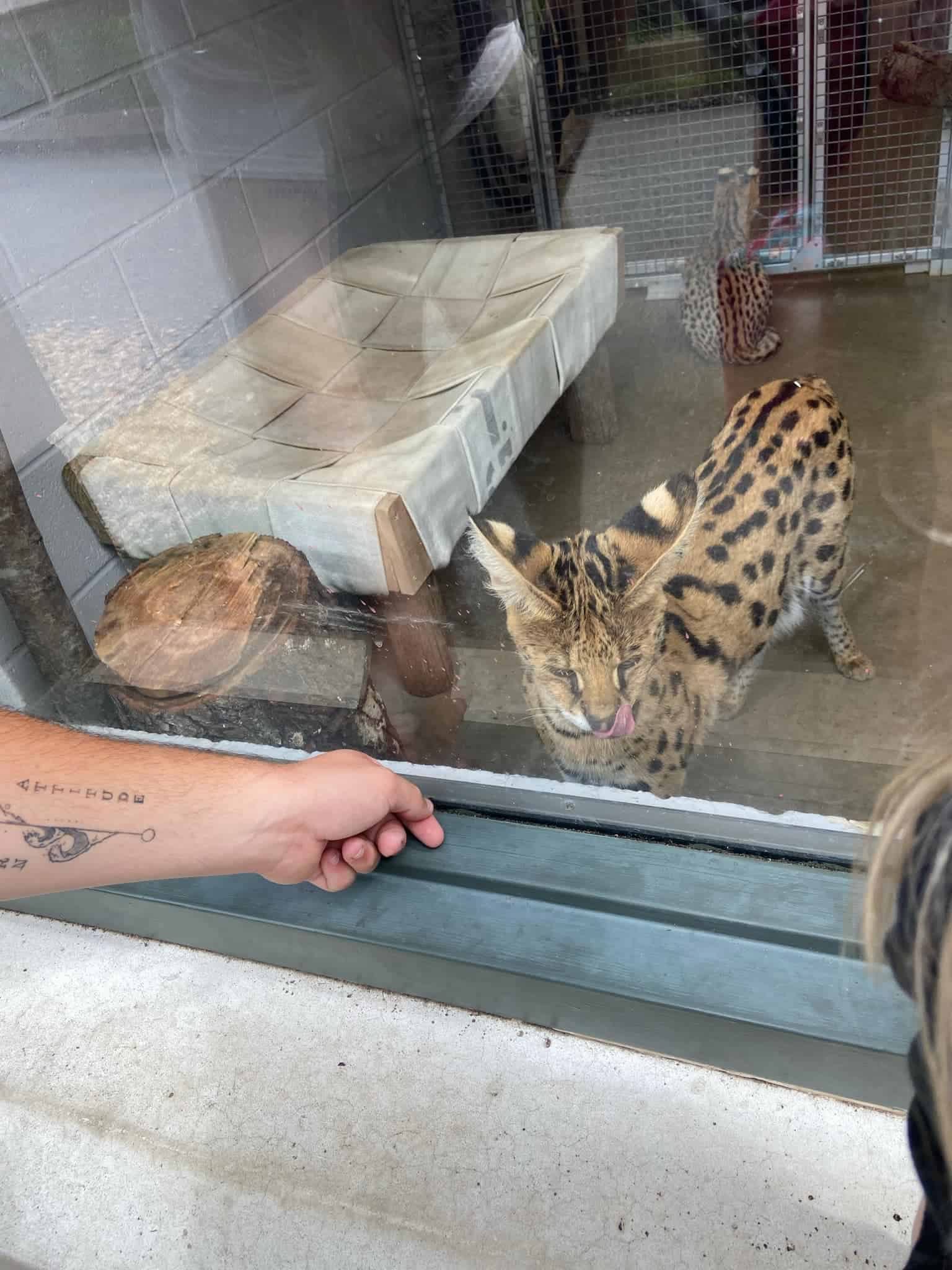 A serval cat with a spotted coat is seen behind a glass enclosure, licking its lips at the Greensboro Science Center. The enclosure features a small wooden platform and another serval in the background.