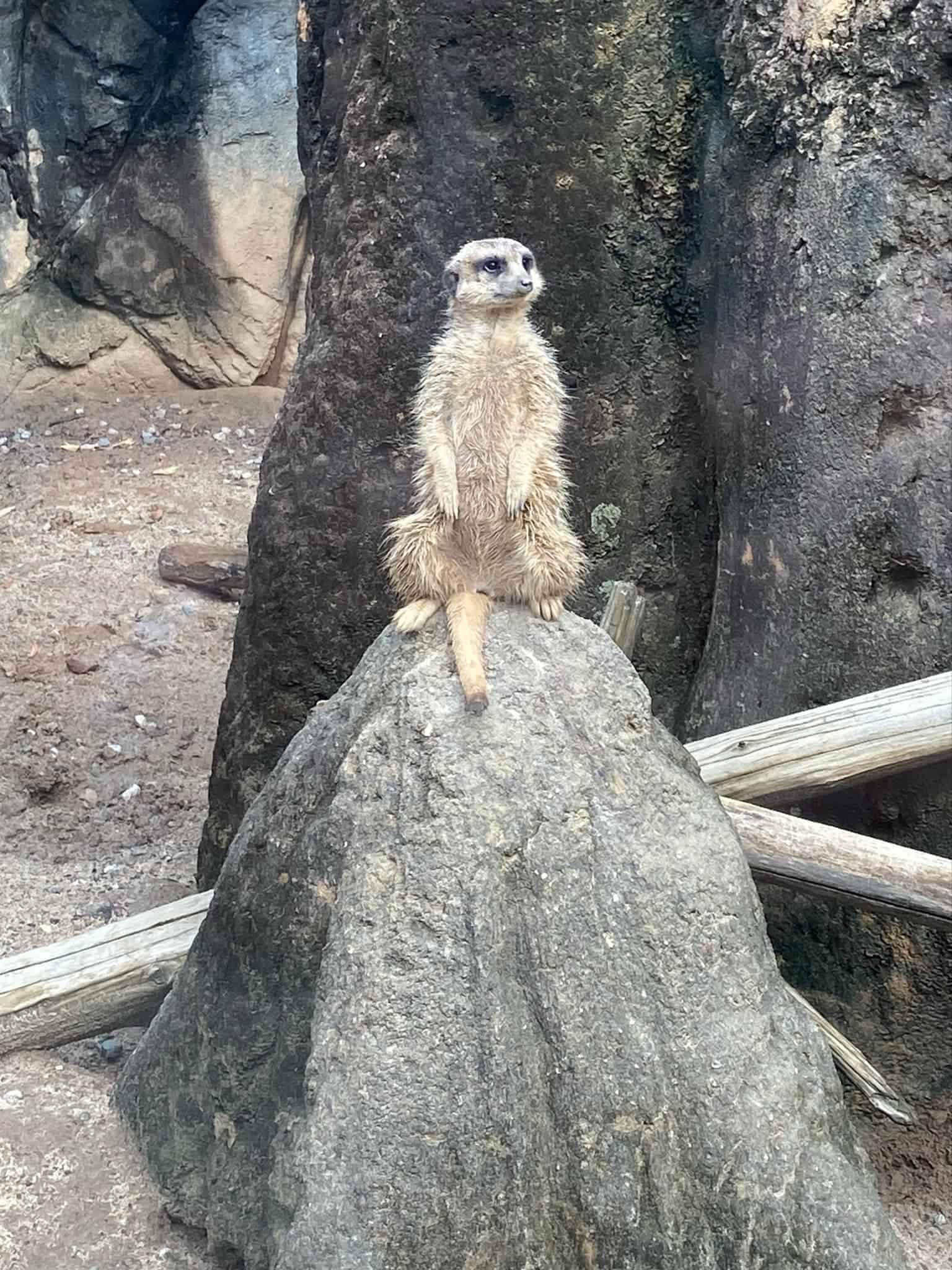 A meerkat stands alert on a rock in its enclosure at the Greensboro Science Center. The surroundings feature large rocks and wooden logs, providing a naturalistic habitat for the meerkat.