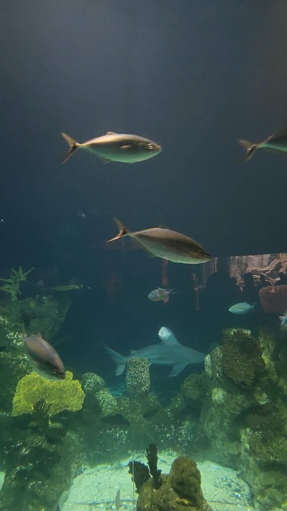 Various fish swim in a large aquarium tank, with coral reefs and aquatic plants at the bottom, creating a vibrant underwater scene. The tank's dim lighting highlights the movement and colors of the fish against the dark blue water.