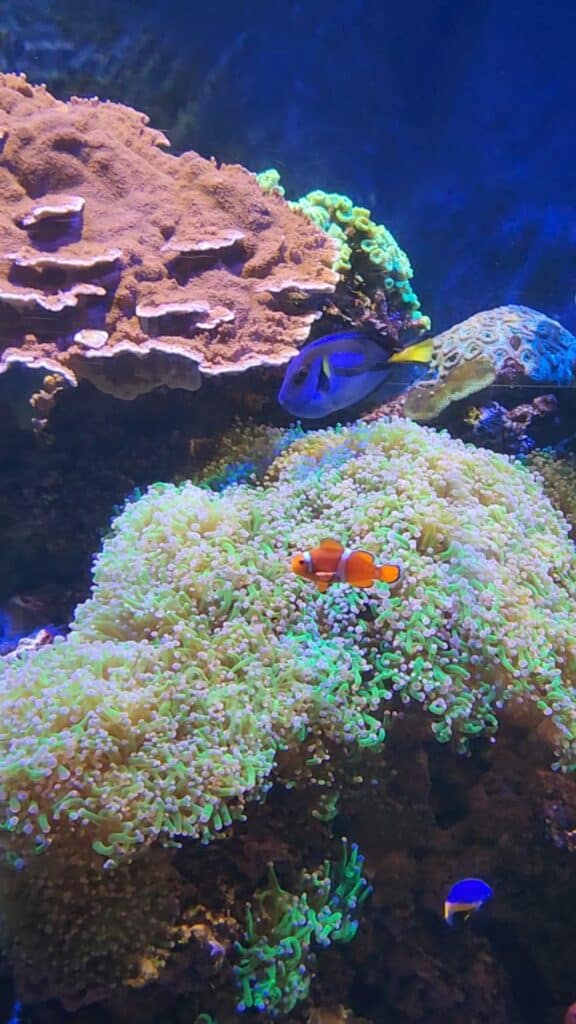 A colorful underwater scene featuring a vibrant coral reef with a blue tang fish and a clownfish swimming among the corals and sea anemones. The vivid colors and diverse marine life create a lively and captivating display.