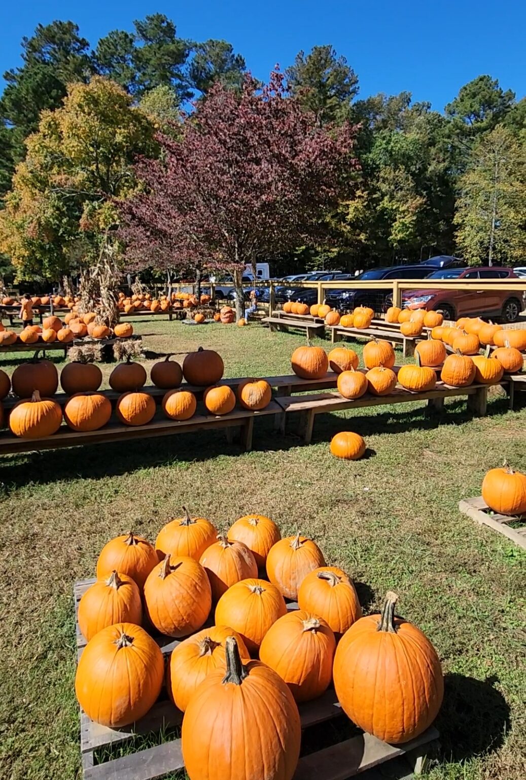 Springhaven Farm Qld Best Kids Fall Activities in the Triangle: Farms, Festivals, and Fun ...