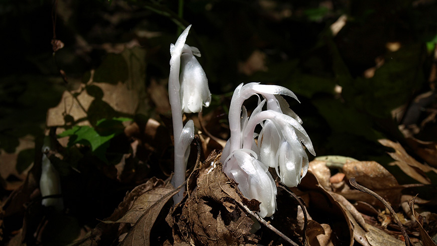 MonotropaUniflora_P6189959